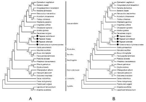 Phylogenetic Trees Constructed With 54 Protein Coding Genes Of 32