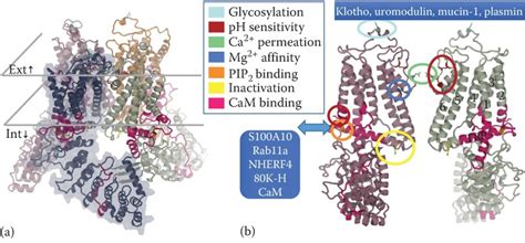 Figure 13 2 Model Of The Human TRPV5 Calcium Entry Channels In