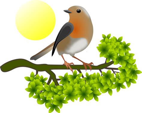 European Robin PNG Images Transparent Free Download