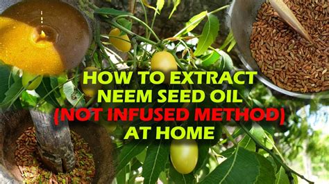 How To Make Neem Seed Oil At Home For Hair And Skin My First Attempt Making Neem Seed Oil Youtube