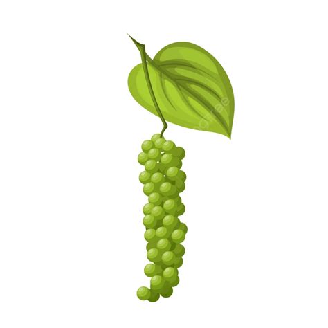 Peppercorn Pepper Branch Cartoon Vector Leaf Plant, Spice, Piper, Fresh ...