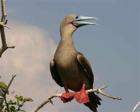 Birds Of Oahu Birds Of Oahu