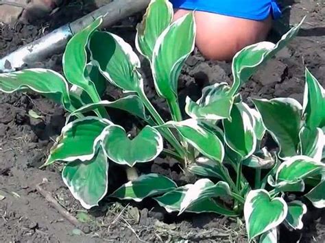 Когда и как пересаживать хосты | Plants, Garden