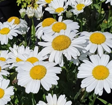 Leucanthemum Superbum Snow Lady Farmyard Nurseries