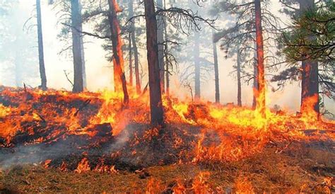 Incendios Forestales Arrasan Con Alrededor De 39 Mil Hectáreas De