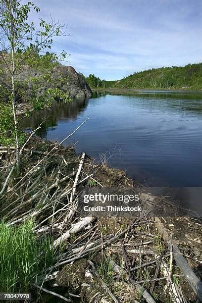 512 Beaver Dams Stock Photos, High-Res Pictures, and Images - Getty Images