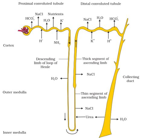 Loop Of Henle Structure