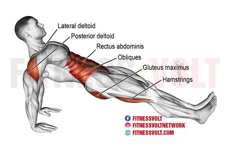 Reverse Plank Exercise Strengthen Glutes Core And More Fitness Volt