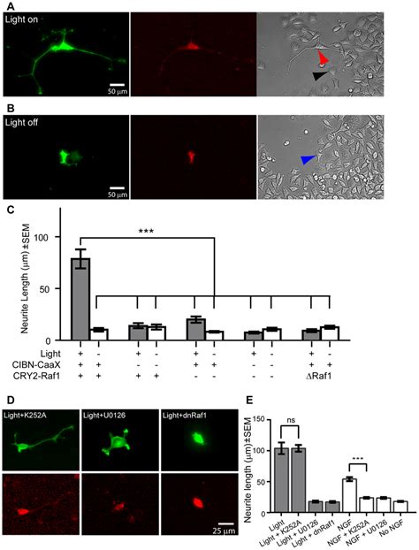 Light Induced Raf Mek Erk Activation Leads To Significant Neurite