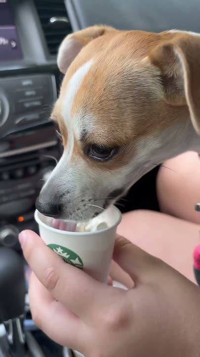 Puppy Slurps Down First Pup Cup 🐶 ☕️ Shorts Starbucks Puppy Youtube