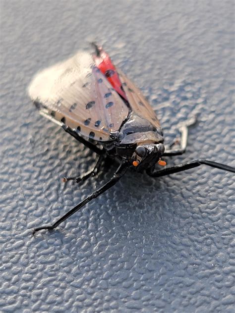 Lantern fly. Long Island NY. : r/insects