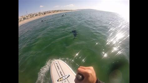 Crazy Great White Shark Sightings At El Porto In Manhattan Beach Youtube