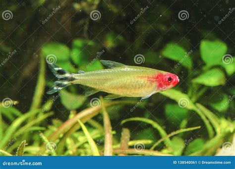 Rummy nose Tetra stock image. Image of decorative, exotic - 138540061