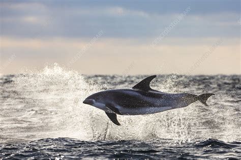 White Beaked Dolphin