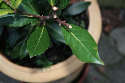 Bay Leaf Tree Care What Causes Black Spots On Bay Leaves Best Bay