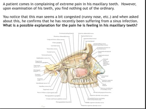 Gross Anatomy 019 Pterygopalatine Fossa Flashcards Quizlet