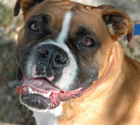 Boxer Dog Breed Guide Learn About The Boxer Dog