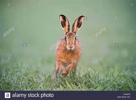 Hare Leaping Stock Photos And Hare Leaping Stock Images Alamy