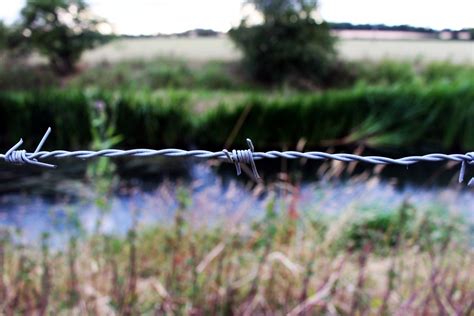 Free Images Tree Water Nature Marsh Fence Plant Leaf Flower