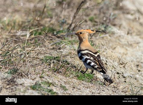 Uccello Dell Upupa Eurasiatica Immagini E Fotografie Stock Ad Alta