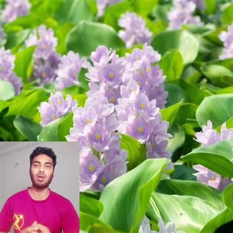 Water Hyacinth Terror Of Bengal Youtube