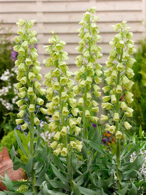 Fritillaria Ivory Bells Persica Bulbi Nl