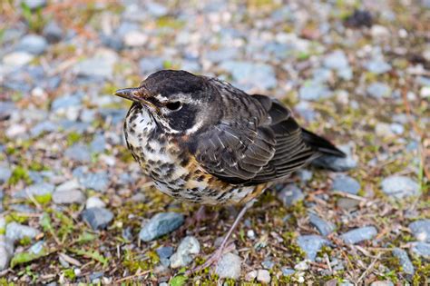 Early Spring Birds In Maine