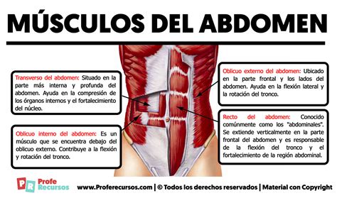 Los Músculos del Abdomen Anatomía de la Región Abdominal