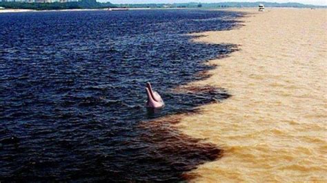 L Exceptionnelle Rencontre Des Eaux Du Rio Solim Es Et Du Rio Negro