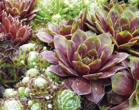 Succulente Et Plante Grasse Le Guide Pratique 2021 Détente Jardin