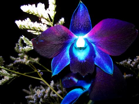 🔥 [40+] Blue Orchid Wallpapers | WallpaperSafari