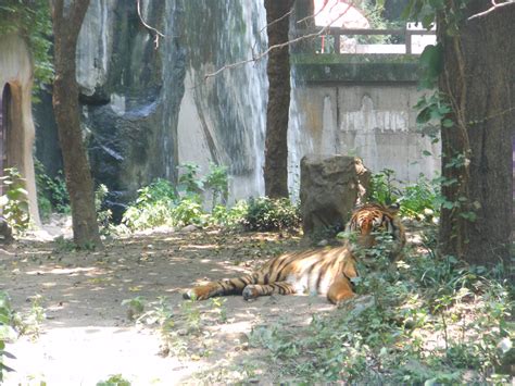 The Shanghai Way: Shanghai Zoo Experience