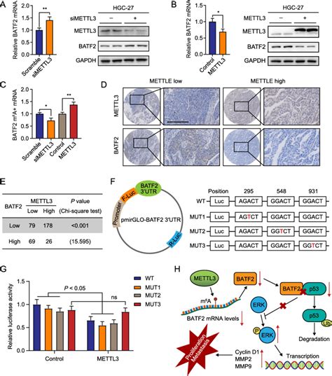 METTL3 mediated m⁶A modification represses BATF2 expression in GC a b