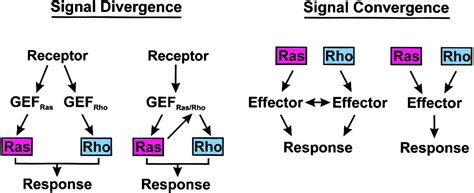 Ras And Rho Gtpases Cell