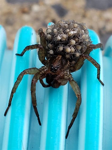 Wolf Spider With Babies In Pool