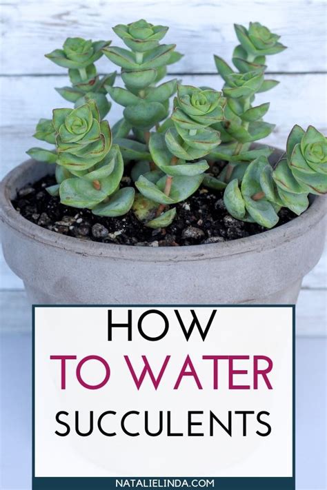 Properly Watering Your Succulents Makes All The Difference In Growing