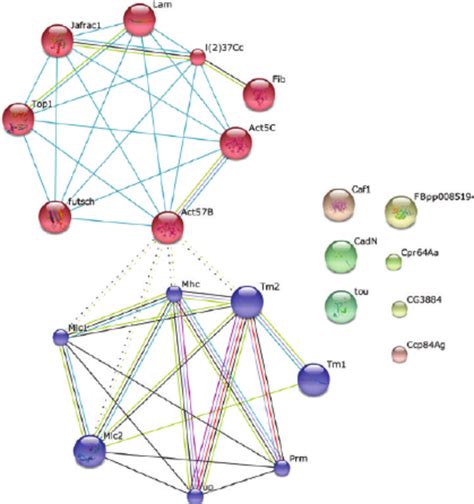 Protein Protein Interaction Networks Of Protein Species With Known