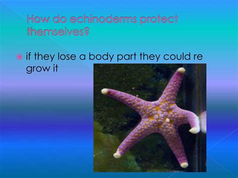 Ppt Echinoderms By Laila Salem And Teshawna Pileski Powerpoint Presentation Id 5624659