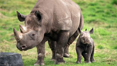 Critically Endangered Black Rhino Baby Born In Uk Wildlife Park Uk