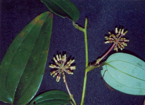 Smilax Leucophylla Smilacaceae Image At Phytoimages Siu Edu