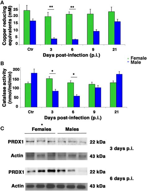 Frontiers Differential Redox State Contributes To Sex Disparities In