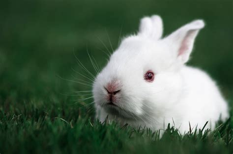 Download White Baby Bunny On The Grass Wallpaper | Wallpapers.com