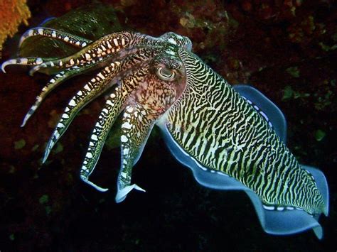 Cuttlefish Wallpapers Top Free Cuttlefish Backgrounds Wallpaperaccess