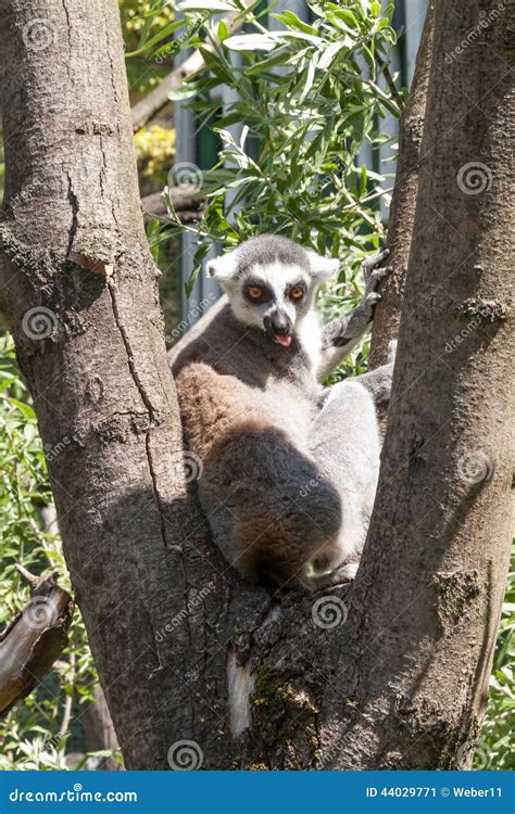 Lemur stock image. Image of endangered, agility, fluffy - 44029771