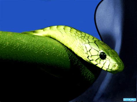 Gave Achtergrond Slang Reptiel Mamba Gratis Beste Foto S