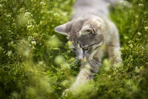 Un Lindo Gato Jugando En El Pasto Imagen De Archivo Imagen De Parque