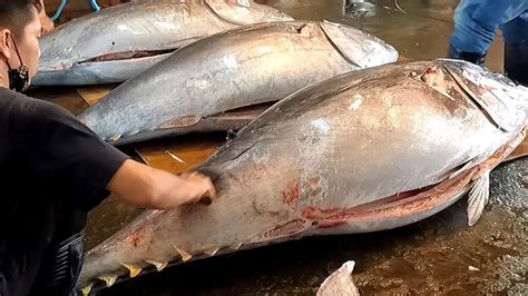 Cut 3 Super Giant Bluefin Tuna Over 400kg At Once Youtube