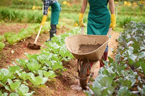 Agricultura Familiar Saiba Tudo Sobre Esse Tipo De Cultivo