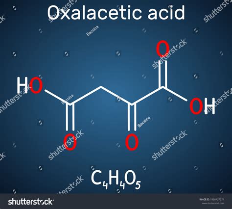 Oxaloacetic Acid Oxalacetic Acid Oaa Oxaloacetate Stock Vector Royalty