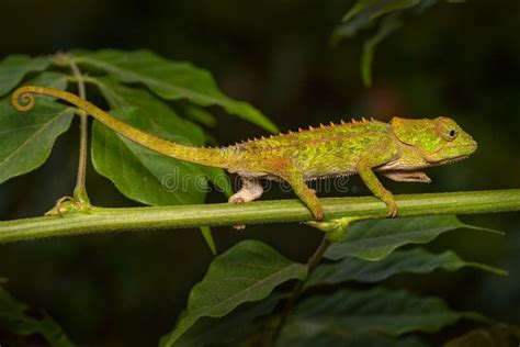 Calumma Brevicorne, the Short-horned Chameleon, Endemic To Madagascar. Green Lizar in the Nature ...